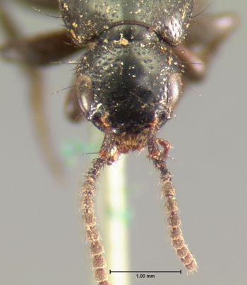 Media type: image;   Entomology 7314 Aspect: head frontal view